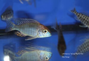 Lethrinops turneri 'Mazinzi Reef'