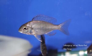 Lethrinops turneri 'Mazinzi Reef'