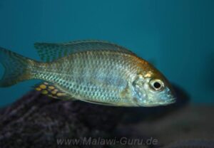 Lethrinops turneri 'Mazinzi Reef'