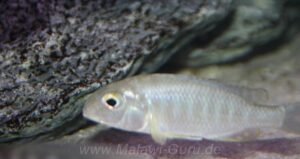 Lethrinops turneri 'Mazinzi Reef'