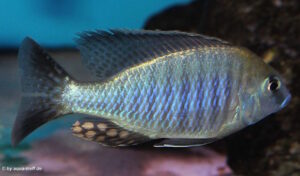 Lethrinops turneri 'Mazinzi Reef'