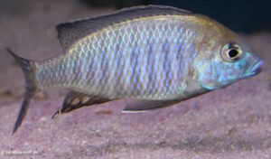 Lethrinops turneri 'Mazinzi Reef'