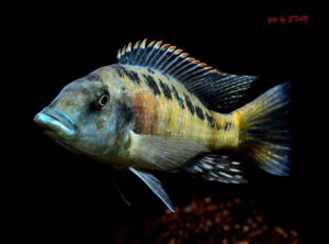 Lichnochromis acuticeps 'Gome Rock'