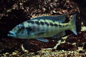 Lichnochromis acuticeps 'Gome Rock'