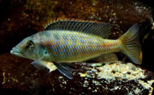 Lichnochromis acuticeps 'Gome Rock'