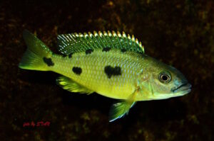 Lichnochromis acuticeps 'Gome Rock' - Galerie Lichnochromis acuticeps Arten