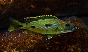 Lichnochromis acuticeps