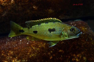 Lichnochromis acuticeps