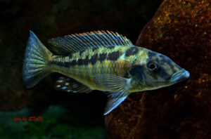 Lichnochromis acuticeps
