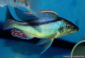 Lichnochromis acuticeps 'Nkhata Bay'