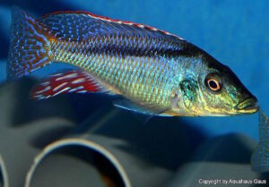 Lichnochromis acuticeps 'Nkhata Bay'