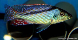 Lichnochromis acuticeps 'Nkhata Bay'