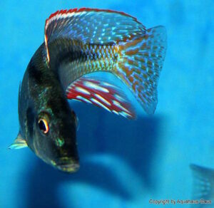 Lichnochromis acuticeps 'Nkhata Bay'