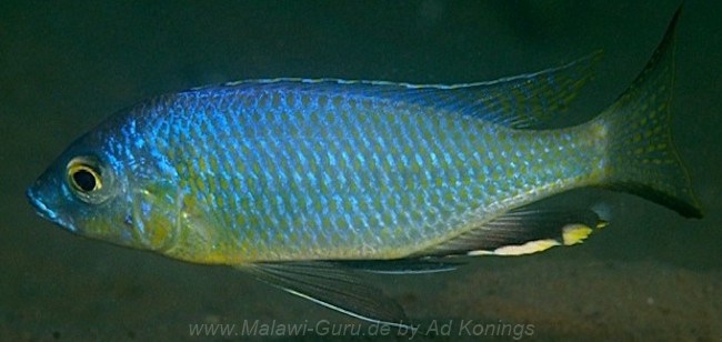 Mchenga conophoros 'Otter Point''Otter Point' Mchenga conophoros 'Otter Point'