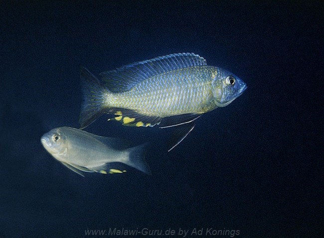 Mchenga conophoros 'Otter Point' Mchenga conophoros 'Otter Point'