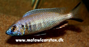 Mchenga cyclicos 'Mdoka'