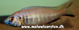 Mchenga cyclicos 'Mdoka'