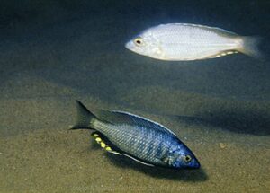 Mchenga cyclicos