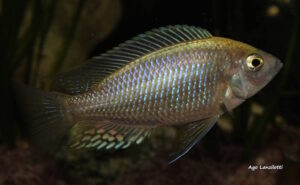 Mchenga flavimanus 'Lundu Island'