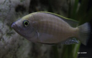 Mchenga flavimanus 'Lundu Island'