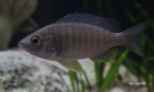 Mchenga flavimanus 'Lundu Island'