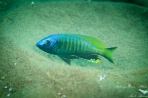 Mchenga thinos 'Mdoka'