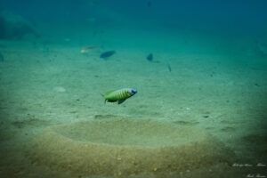 Mchenga – Verzeichnis – Nonmbuna