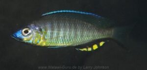 Mchenga thinos 'Nkhomo Reef