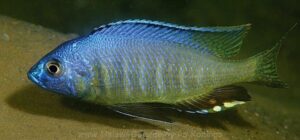 Mchenga thinos 'Otter Island'