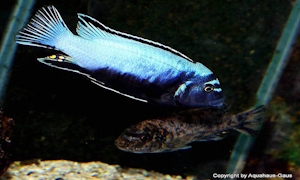 Metriaclima koningsi