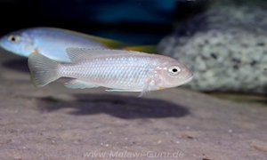 Metriaclima sciasma 'Nkanda'