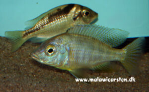 Mylochromis Incola 'Chidunga Rocks'
