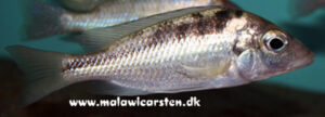 Mylochromis Incola 'Mbenji Island'