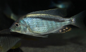 Mylochromis anaphyrmus