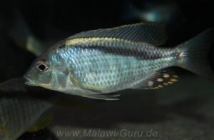 Mylochromis anaphyrmus 'Chitseko'