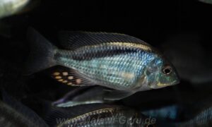 Mylochromis anaphyrmus 'Chitseko'