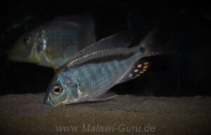Mylochromis anaphyrmus 'Chitseko'