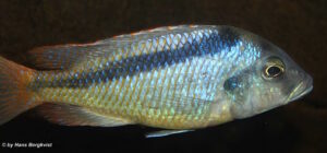 Mylochromis anaphyrmus