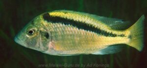 Mylochromis balteatus 'Mvunguti'