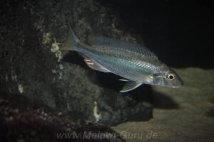 Mylochromis ensatus 'Mazinzi Reef'