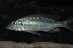 Mylochromis ensatus 'Mazinzi Reef'