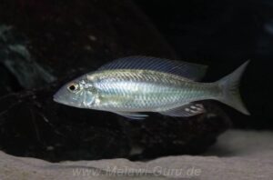 Mylochromis ensatus 'Mazinzi Reef'