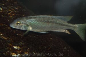 Mylochromis ensatus 'Mazinzi Reef'