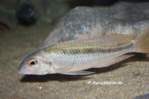 Mylochromis ensatus 'Mazinzi Reef'