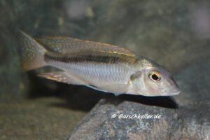 Mylochromis ensatus 'Mazinzi Reef'
