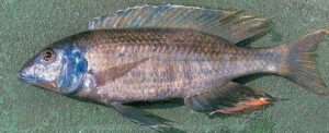 Mylochromis ensatus 'South East Arm'