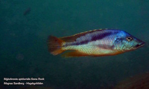 Mylochromis epichorialis