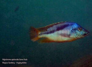 Mylochromis epichorialis 'Gome'