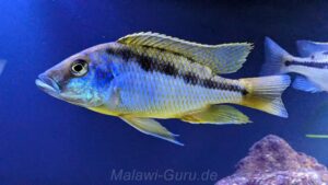 Mylochromis epichorialis