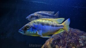 Mylochromis epichorialis